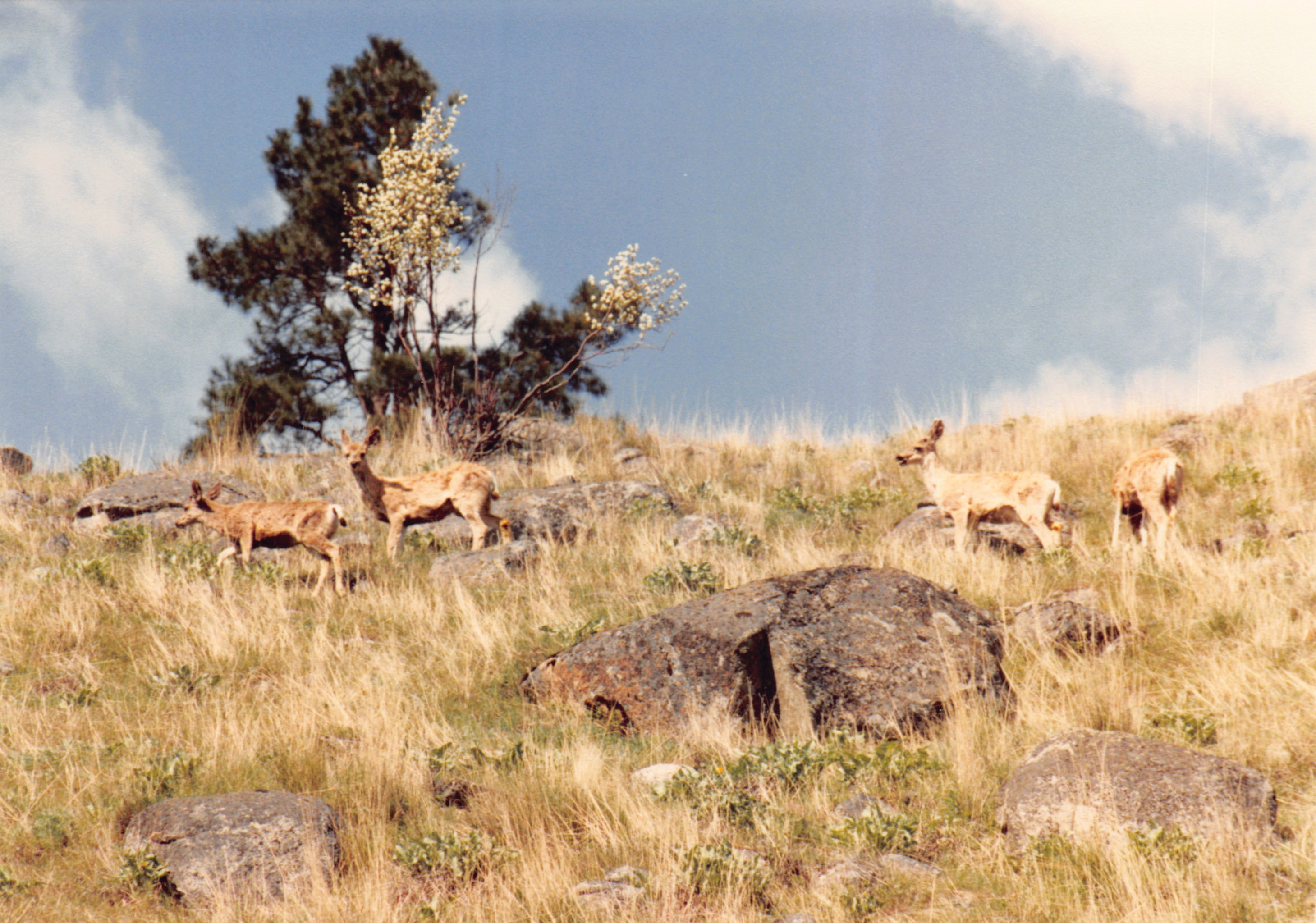 1985_Part 2_01_028.jpg